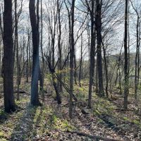 8 acres Riverfront Land in Dickinson Center NY images 5