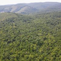 74.52 acres of Prime Recreational and Hunting Land For Sale in Henry County VA images 2