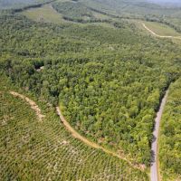 74.52 acres of Prime Recreational and Hunting Land For Sale in Henry County VA images 5