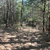 40 Acre Recreational Tract images 4