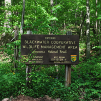 Blackwater WMA - 200,000 acres for hunting Deer in Fulton, FL