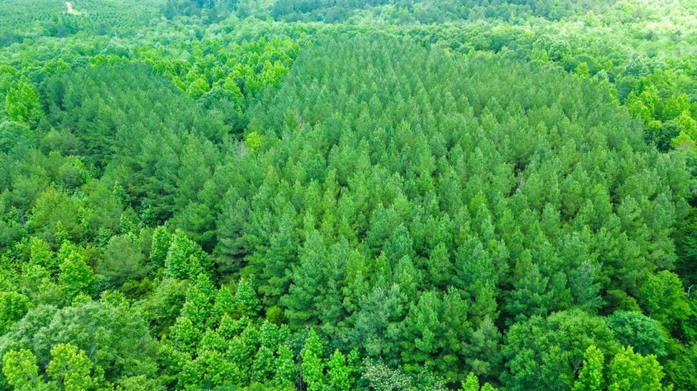 16.84 Acres in Wayne County MS featured image