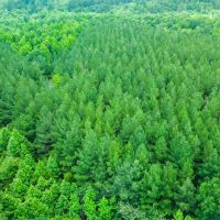 16.84 Acres in Wayne County MS