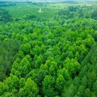 16.84 Acres in Wayne County MS images 2