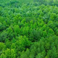 16.84 Acres in Wayne County MS images 3