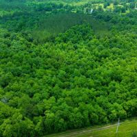 16.84 Acres in Wayne County MS images 5