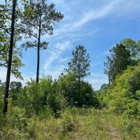 129 Acres Walker Loop images 2