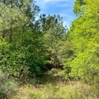 129 Acres Walker Loop images 3