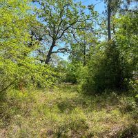 129 Acres Walker Loop images 5