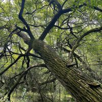 03-049-crooked-c-farm-and-estate-lot images 2
