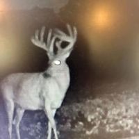 Premier Bourbon County Hunting Farm images 3