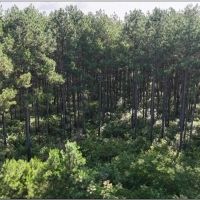 68 Acres in Covington County in Mt. Olive MS images 2