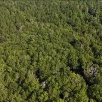 68 Acres in Covington County in Mt. Olive MS images 4
