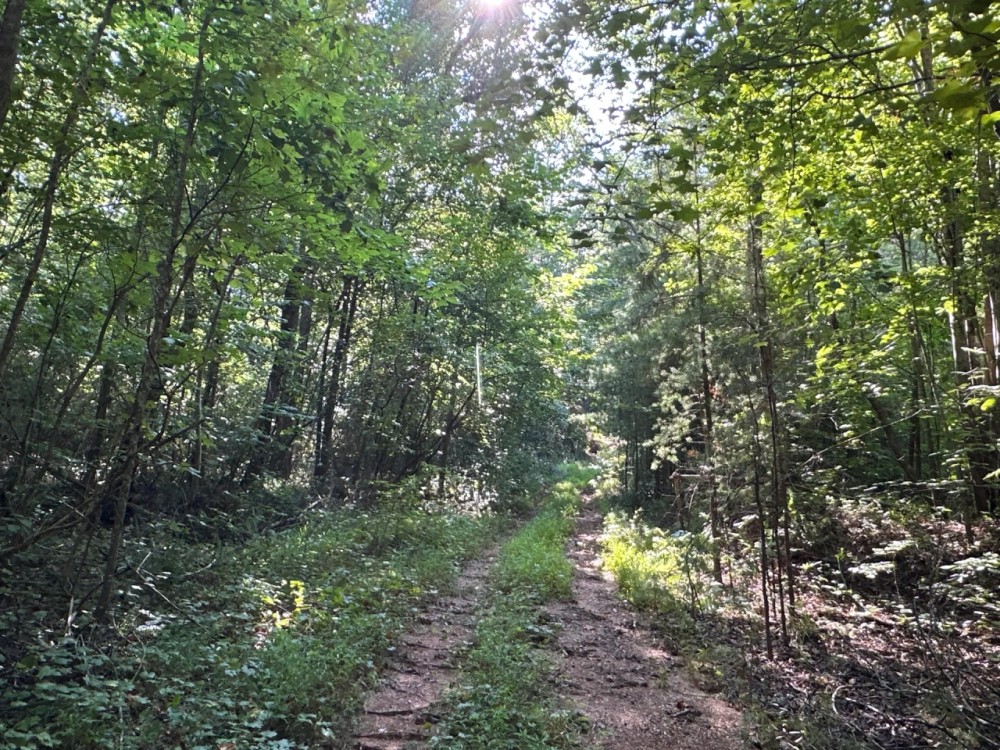 80 Acre Hunting Tract featured image