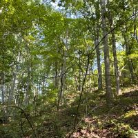 80 Acre Hunting Tract images 3