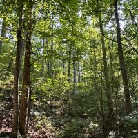 80 Acre Hunting Tract images 4