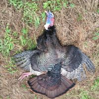 Beaufort County NC Ultimate Hunting Estate Ducks Bucks images 3