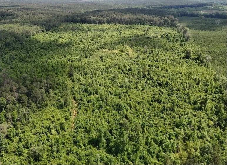 71.6 Acres in Scott County in Morton MS featured image