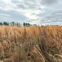 16 Acres Paces Creek T-3A images 2