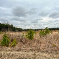 16 Acres Paces Creek T-3A images 4