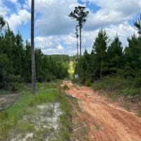 LA - Jackson Ouachita 40 acres - images 3