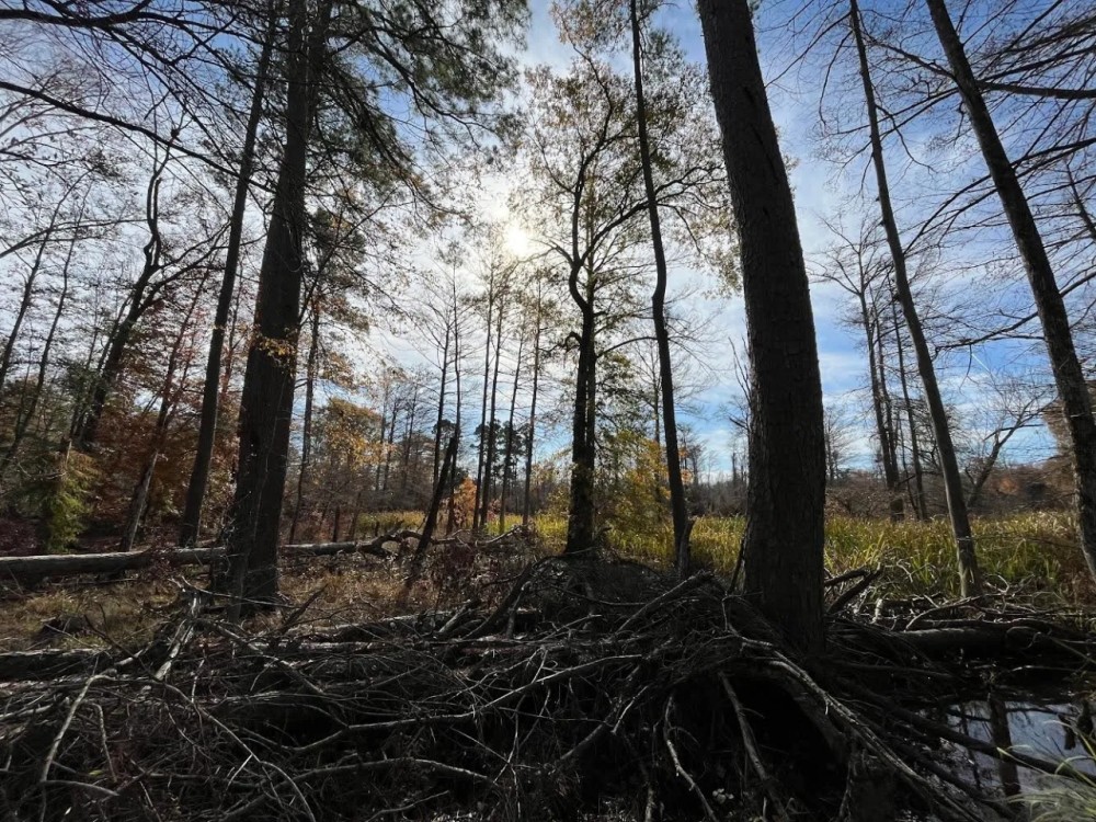 80 Acres in Union County Arkansas featured image