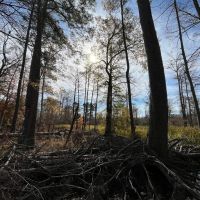 80 Acres in Union County Arkansas