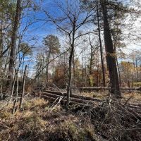 80 Acres in Union County Arkansas images 2