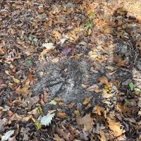 80 Acres in Union County Arkansas images 3