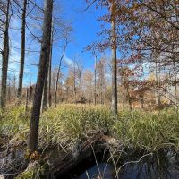 80 Acres in Union County Arkansas images 4