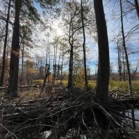 80 Acres in Union County Arkansas images 5
