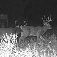 60 + acres private deer turkey or hog lease