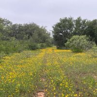 140 -Acres Co Road 137 Cisco TX 76437 images 4