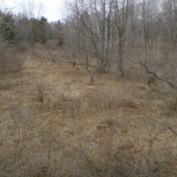 Vassar State WMA - 3,379 acres Turkey hunting tract in Tuscola, MI images 3
