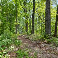 23.4 - Acre Recreational Retreat near Lookout Mountain images 5