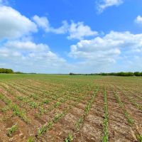 HILLSBORO Tract 1 12 Acres Only 15K Down images 4