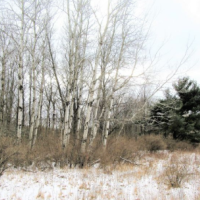 Tuscola State WMA - 9,259 acres Turkey & Duck hunting land in Tuscola, MI images 3