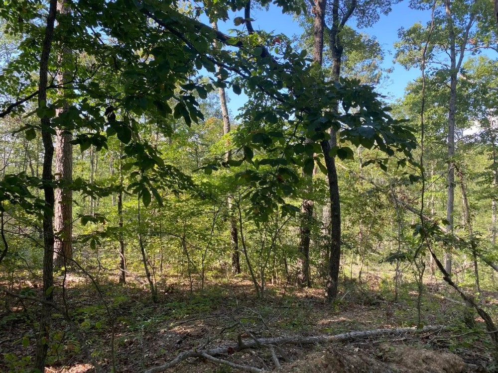 10 - Acres For Sale in Van Buren MO featured image