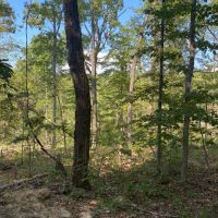 10 - Acres For Sale in Van Buren MO images 2