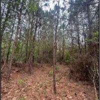 53.2 Acres in Simpson County in Mendenhall MS images 2