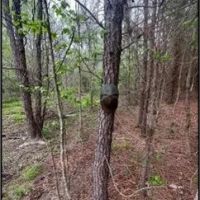 53.2 Acres in Simpson County in Mendenhall MS images 4
