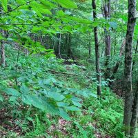 8.9 acres Across from the Tioughnioga River in Barker NY 7338 NY-79 images 5