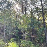 Fernbank Woodward Tract images 2
