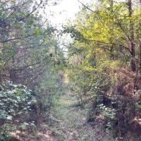 Fernbank Woodward Tract images 3