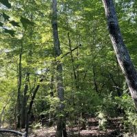 Fernbank Woodward Tract images 5