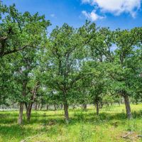 Gillespie County 4C Ranch W of Fredericksburg images 2