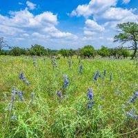 Gillespie County 4C Ranch W of Fredericksburg images 3