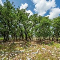 Gillespie County 4C Ranch W of Fredericksburg images 5
