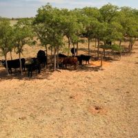 100 Acres Hardeman County images 2