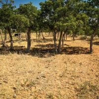 100 Acres Hardeman County images 4